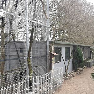 Clouded leopard indoor-enclosure