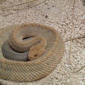 Aruba Island Rattlesnake