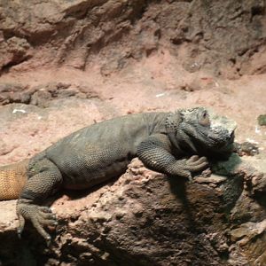 Common Chuckwalla
