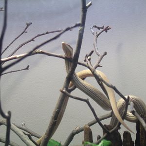 New Guinea Snake Lizard
