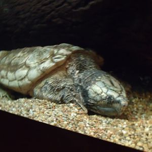 Alligator Snapping Turtle