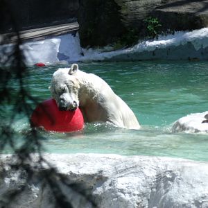 Polar Bear