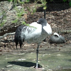 Black-Necked Crane and Emperor Goose