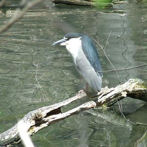 Black-Crowned Night Heron