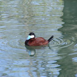 Ruddy Duck