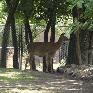 North America White-lipped Deer