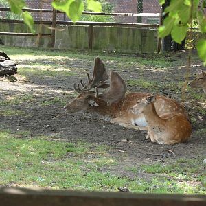North America Fallow Deer
