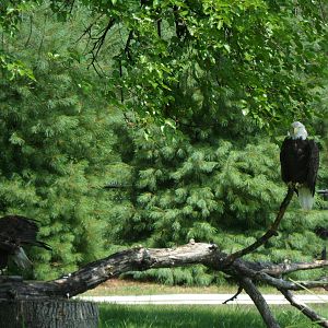 North America Bald Eagle