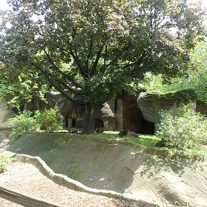 Small Mammals Binturong Exhibit