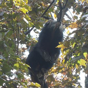 Small Mammals Binturong