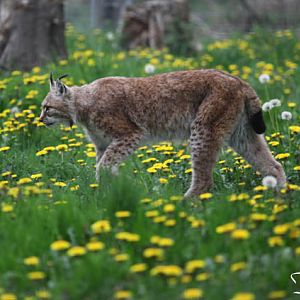 strolling through the flowers