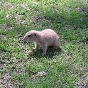 Black-Tailed Pairie Dog Pup
