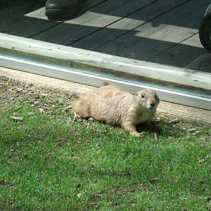 Black-Tailed Prairie Dog