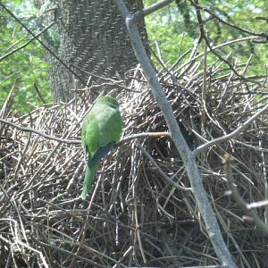 Monk Parrot