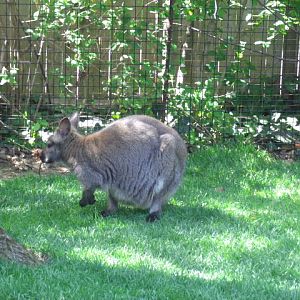 Red-Necked Wallaby