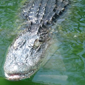 American Alligator
