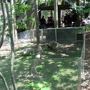 North American Porcupine Enclosure
