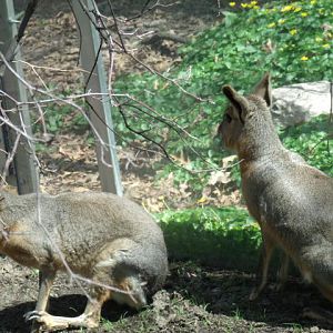 Patagonian Maras