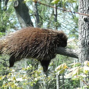 North American Porcupine