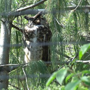 Great Horned Owl