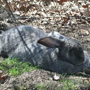 Domestic Rabbit