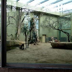 Cage of Panthera leo persica