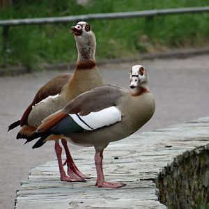 Alopochen aegyptiacus