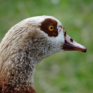 Alopochen aegyptiacus