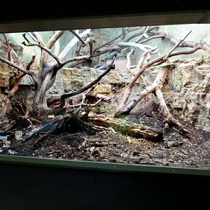 Cage of Tamandua tetradactyla