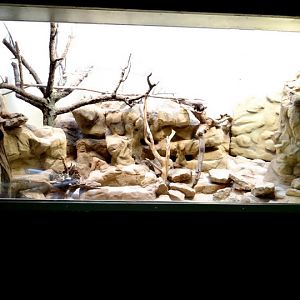 Cage of Ctenodactylus gundi