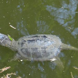 Chelydra serpentina - in the pond by the paddock of the tiger
