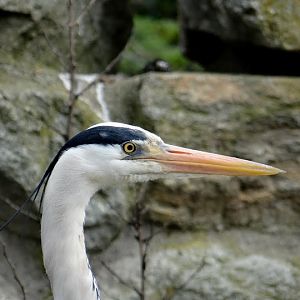 Ardea cinerea