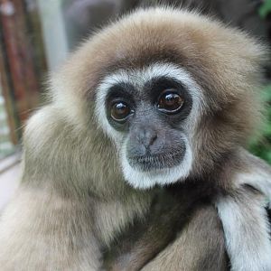 Hylobates lar