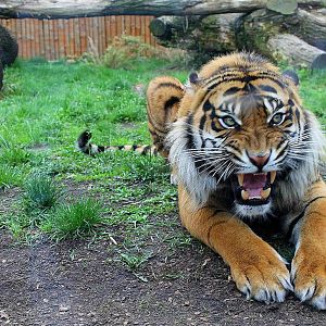 Panthera tigris sumatrae