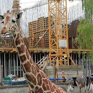 Giraffa camelopardalis reticulata