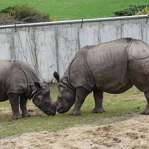 Rhinoceros unicornis