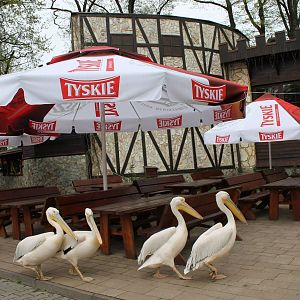 Pelecanus onocrotalus