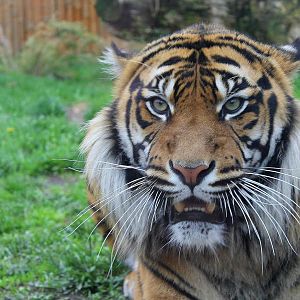 Panthera tigris sumatrae