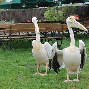 Pelecanus onocrotalus