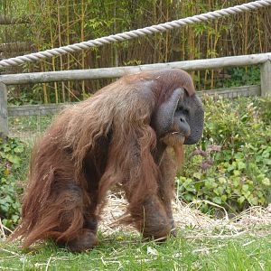 Male Sumatran Orangutan, April 2013