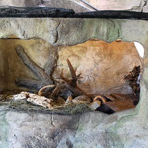 Zoo am Meer - Lemming exhibit