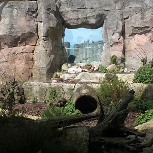 Zoo am Meer - Polar fox exhibit