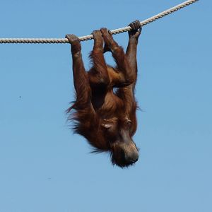Sumatran Orangutan, April 2013
