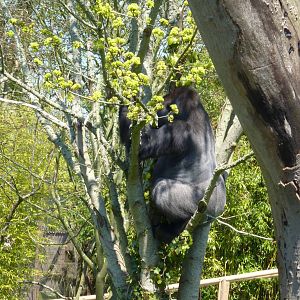 A Gatherer at work #1, April 2013