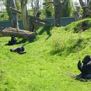 A Gatherer sharing his spoils #2, April 2013