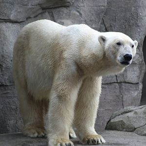 Zoo am Meer - Polar bear