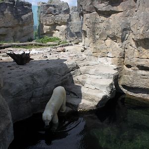 Zoo am Meer - Polar bear exhibit