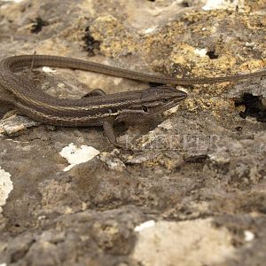 Psammodromus algirus