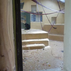 Sulawesi Crested Macaque, April 2013