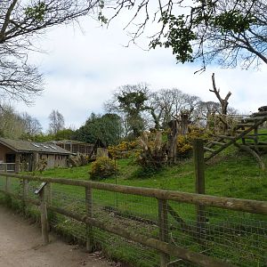 Sulawesi Crested Macaque Enclosure, April 2013